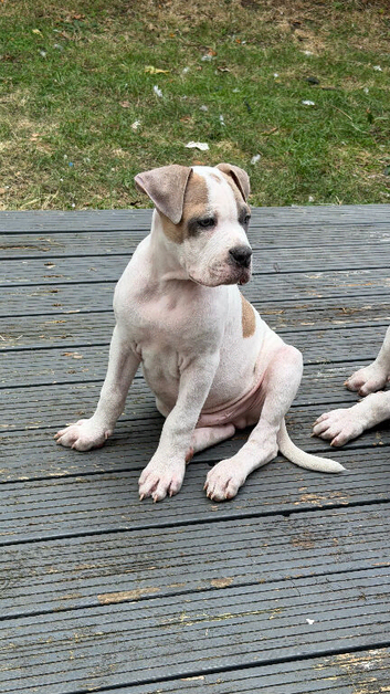 12 weeks Alaphaha x American bulldog