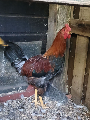 Pure bred Welsummer Cockerell