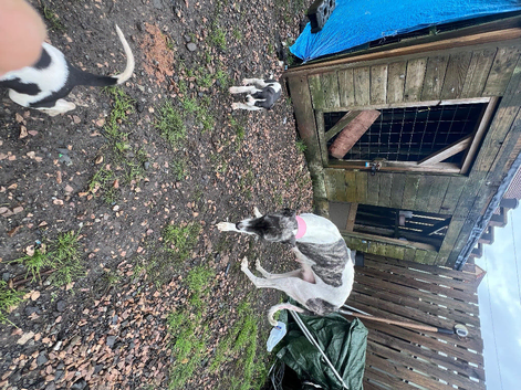 Six weeks old Luckcher pups Suluky bull greyhound