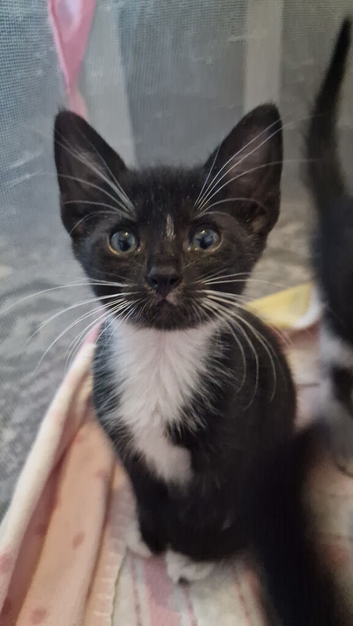 Kittens ip3 (mum is half maine coon)