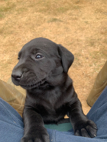 KC working Labrador Retriever Puppies