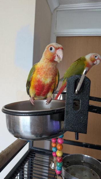 Conure parrot