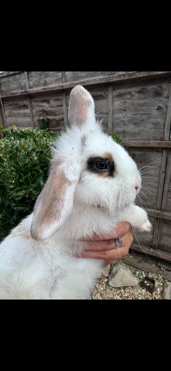 Lionhead