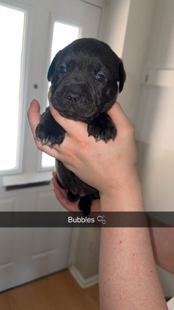 Labrabull
