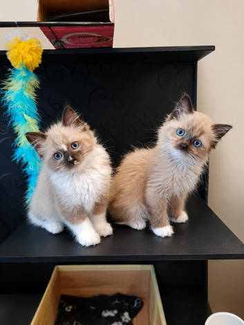 Mink mitted ragdoll kittens