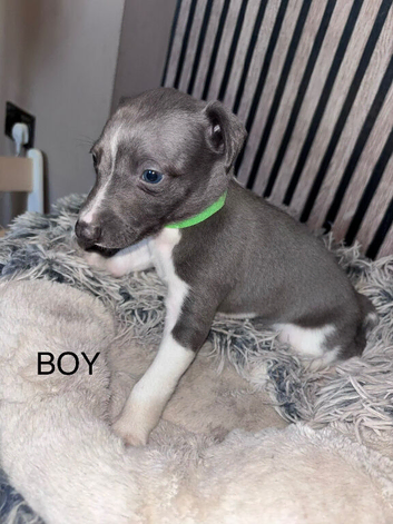 Wippet puppies for sale x5 Boys x1 Girl