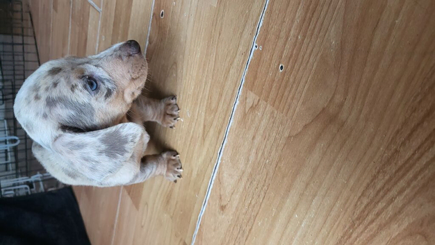 Mini dapple pups for sale