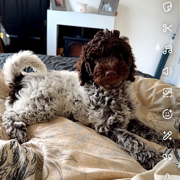 1 beautiful cockapoo boy puppy left