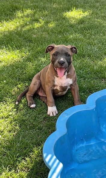 Adorable very rare blue fawn female staff pups