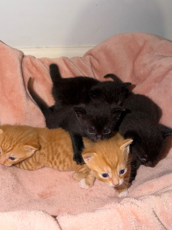 5x male kittens