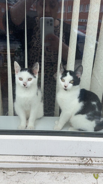 2 kittens