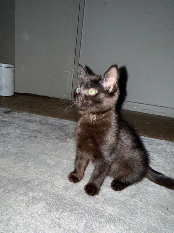 My  beautiful kitten for sale