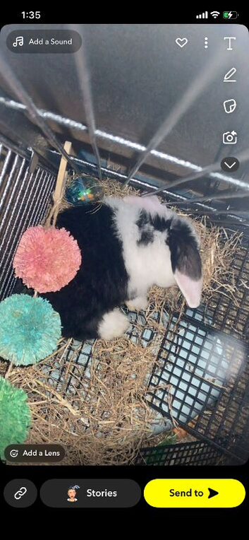 Female rabbit