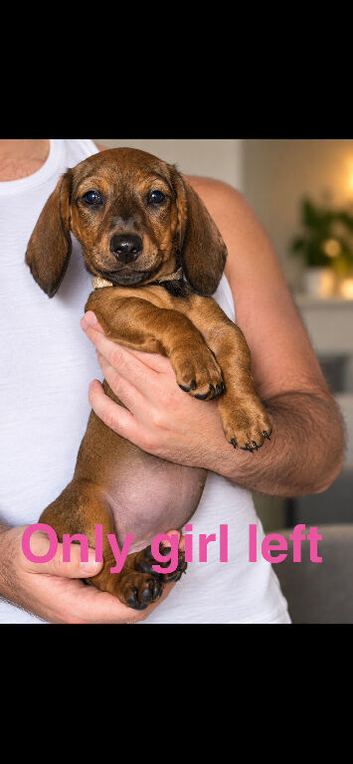 (1 GIRL LEFT ) 4 beautiful dachshund puppies LEFT for sale