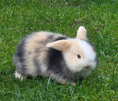 Pedigree mini lops