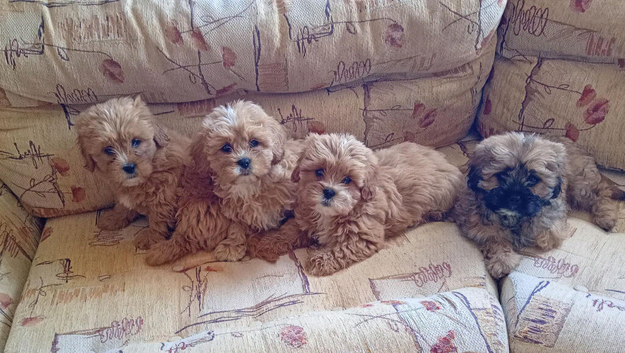 Shih Tzu puppies