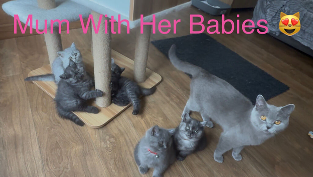 British Shorthair Kittens