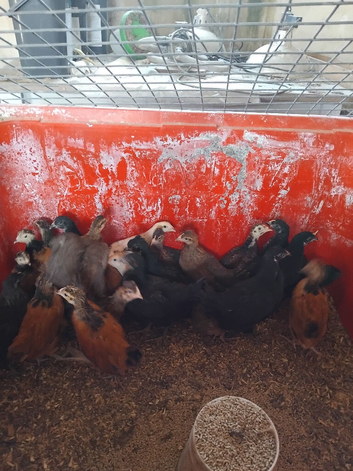 Poultry and ducks