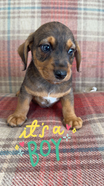 Ready to go Schnoxie pups ,
