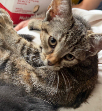 Lovely female kitten