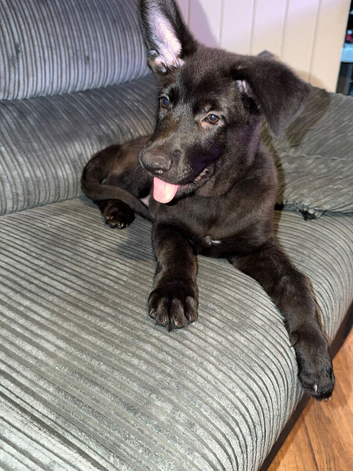 Male German shepherd