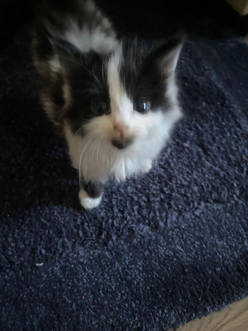 3 flurry kittens