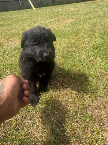 German shepherd puppies