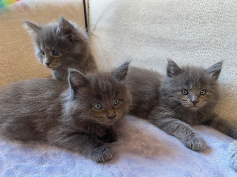 Maine Coon Kittens 1 Male 2 Females