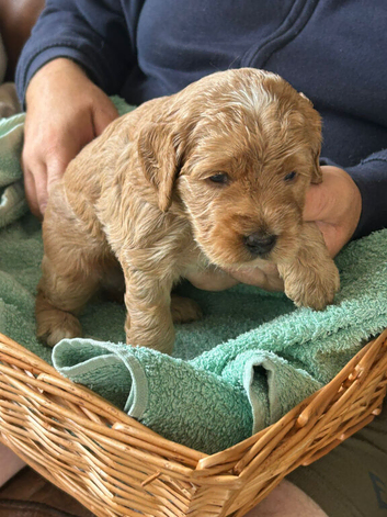Cockapoo puppies