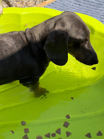 Dachshund now full size 3 years old