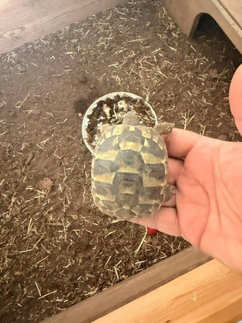 Hermann tortoises born 10/8/25