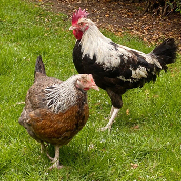 Couple of Dorking Chickens For Sale