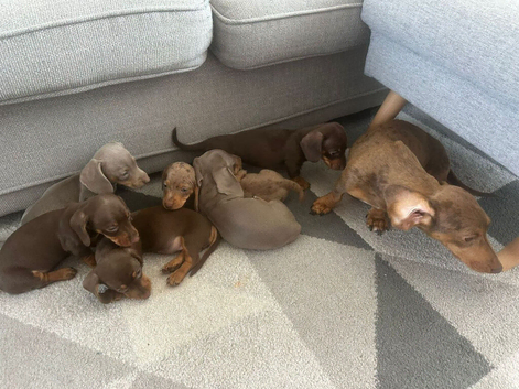 STUNNING MINIATURE DACHSHUND PUPPIES FOR SALE