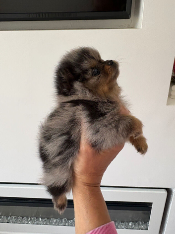 Blue Merle Pomerianian Tiny Toy Breed