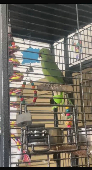 Beautiful Male Indian Ringneck Parrot with large cage