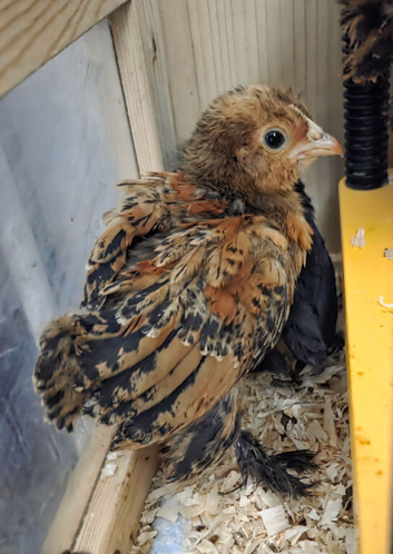 Millefleur Belgium Barbu D'uccle chicks