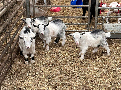 Castrated dehorned Pygmy goat kids