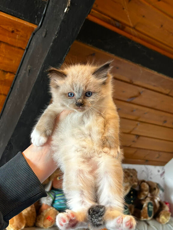 Beautiful pure ragdolls