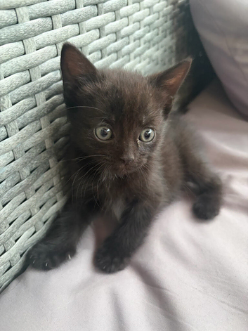Mixed breed