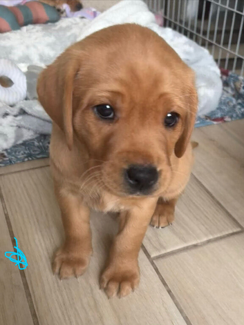 3x gorgeous Labrador pups