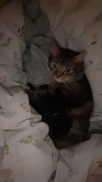 Black female kitten