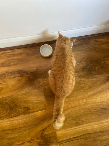 He is a 6 month old orange cat born 29 april