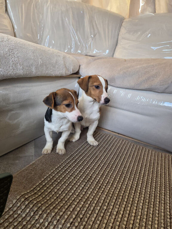 Jack Russell pups