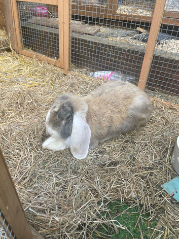 Need her gone by the end of the week as a change of circumstances,Female giant French