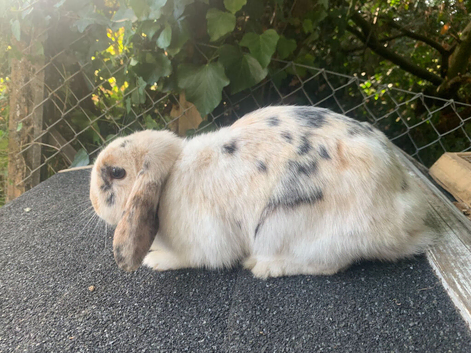Stunning example of a mini lop doe