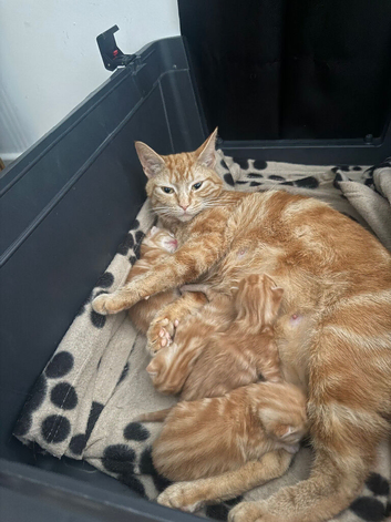 4 stunning ginger kittens