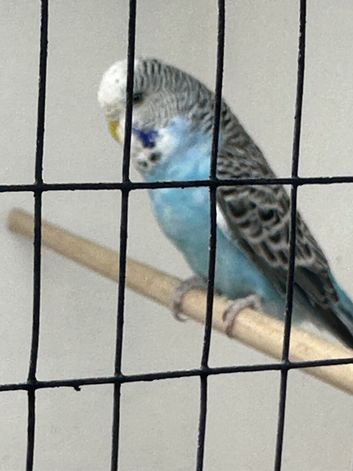 young budgie