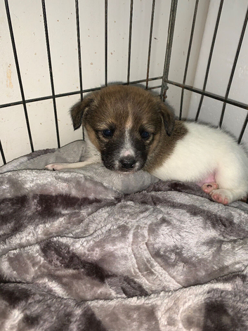 Pom and jack russel mic