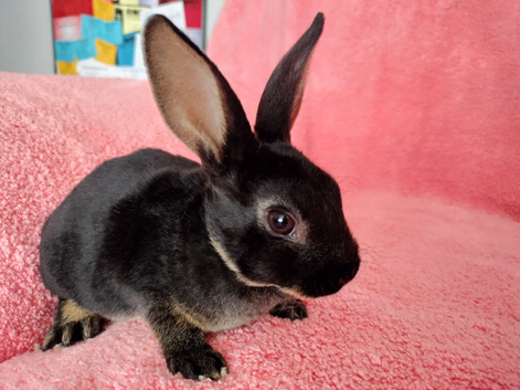 Baby mini rex for sale