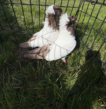 fancy English Nun pigeons